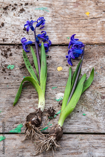 Hyacinthus  hyacinths Transplanting. Handling hyacinth bulbs. cupping plants.  Spring time. concept of transplanting plants from pot to garden.