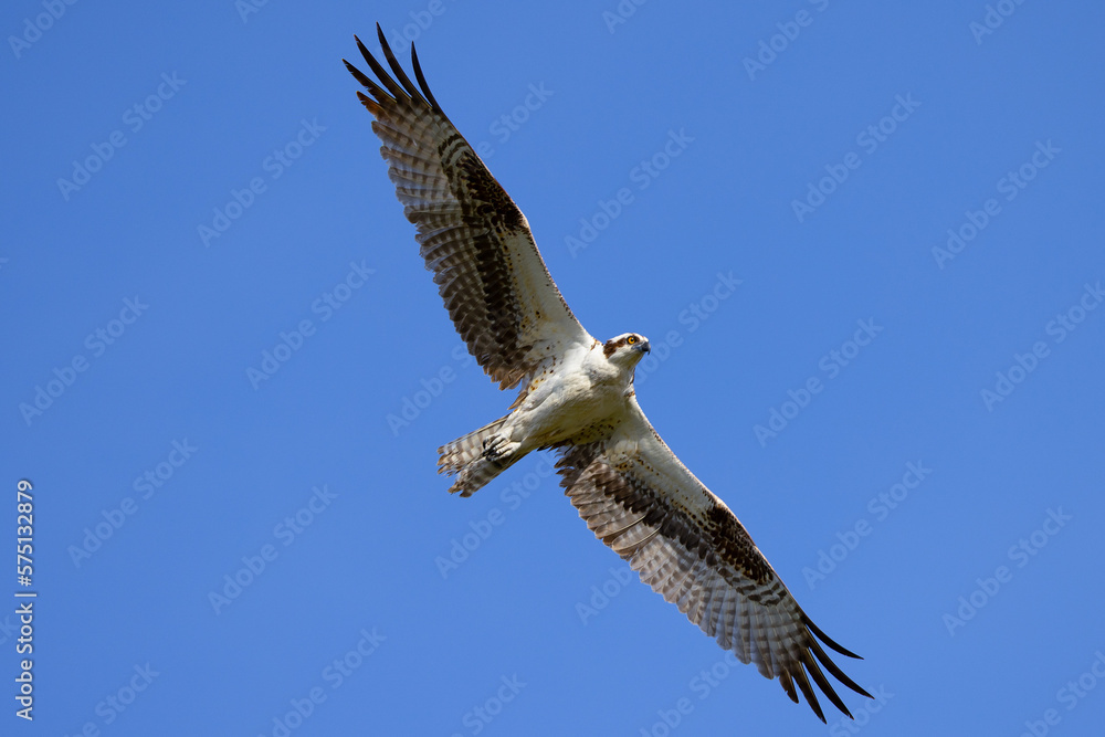 Obraz premium Very close view of an Ospreys (sea hawk) flying, seen in the wild in the Everglades