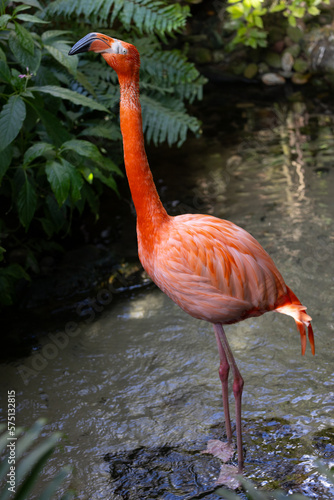 Close view of an American flamingo  seen in Florida