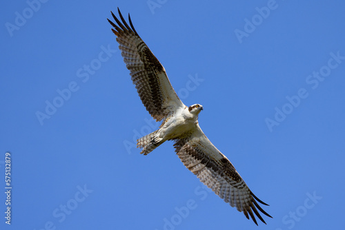Very close view of an  Ospreys  sea hawk  flying  seen in the wild in the Everglades