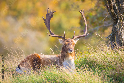 Fallow deer stag  Dama Dama  with big antlers during rutting in Autumn season