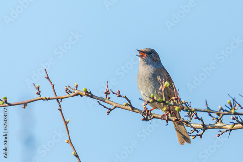 Dunnock Prunella modularis bird singing during Springtime