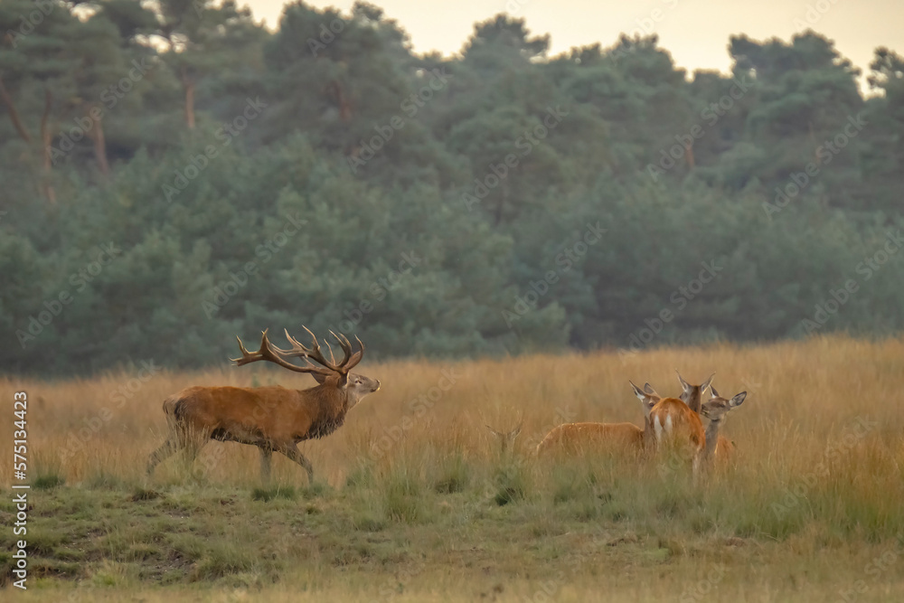 Fototapeta premium Red deer cervus elaphus stag chasing does during rutting season