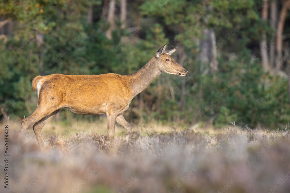 Female Red Deer doe or hind, Cervus elaphus Female Red Deer doe or hind, Cervus elaphus