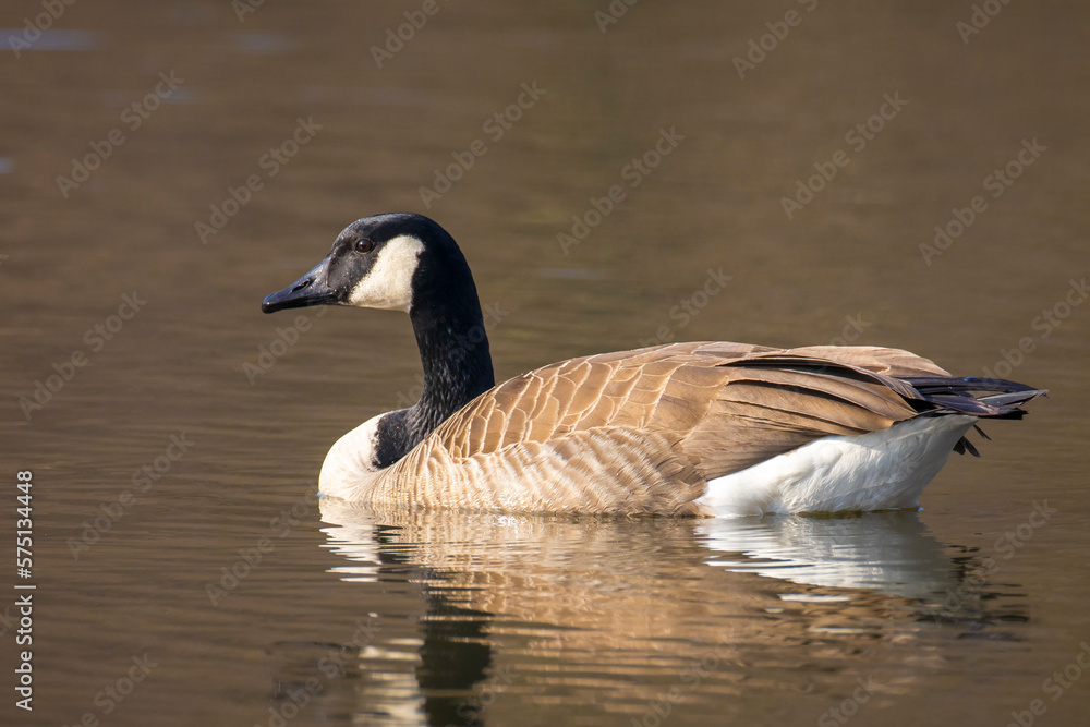 Canadian goose, Branta canadensis, washing Canadian goose, Branta canadensis, washing
