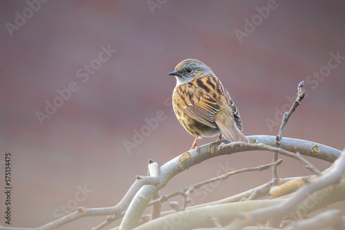 Dunnock Prunella modularis bird singing during Springtime photo