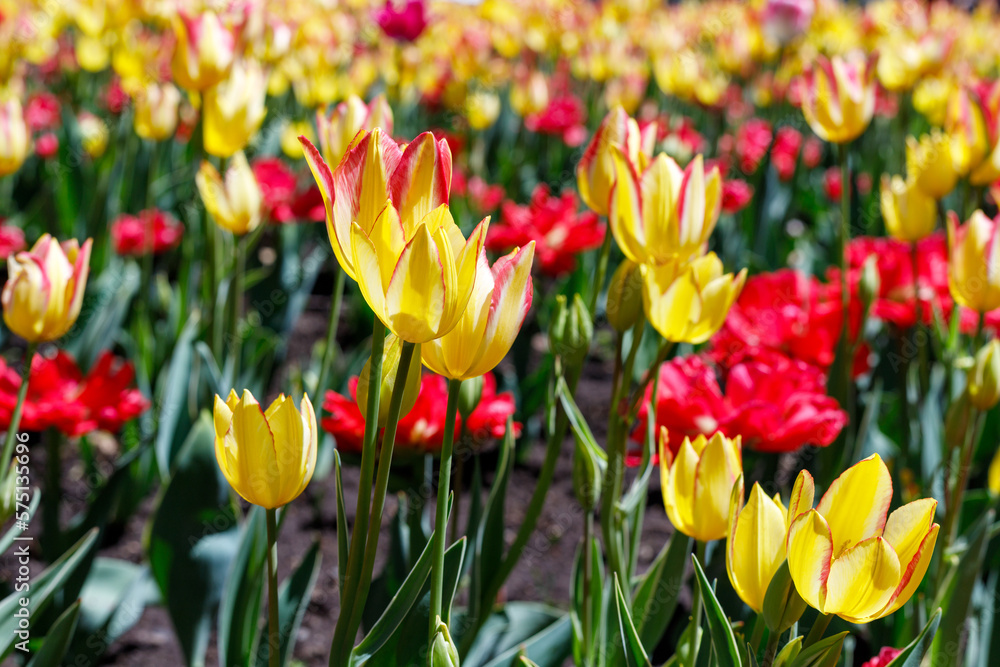 Tulips in park in spring. Flowers in garden in springtime. Tulips in park in spring. Flowers in garden in springtime.