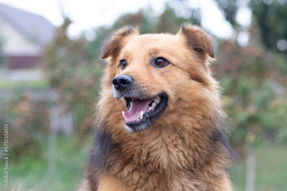 Brown shaggy dog with open mouth on blurred background close-up. Portrait of a cheerful friendly dog Brown shaggy dog with open mouth on blurred background close-up. Portrait of a cheerful friendly dog