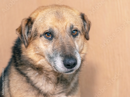 Portrait of a smart big dog with a sad look © Volodymyr