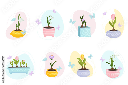 Set of spring flowers,tblpan,snowdrop,crocus in flowerpots with flying butterflies.Cartoon vector graphic.
