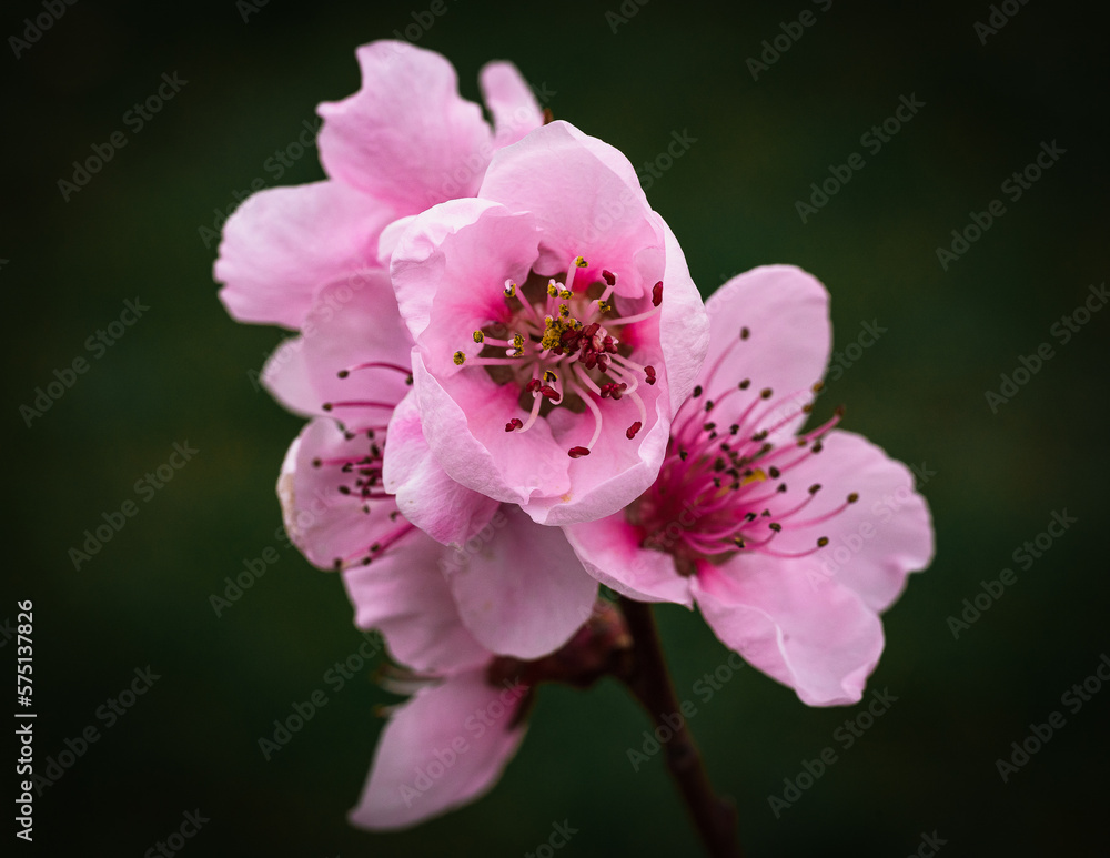Pfirsichblüten Makro 2