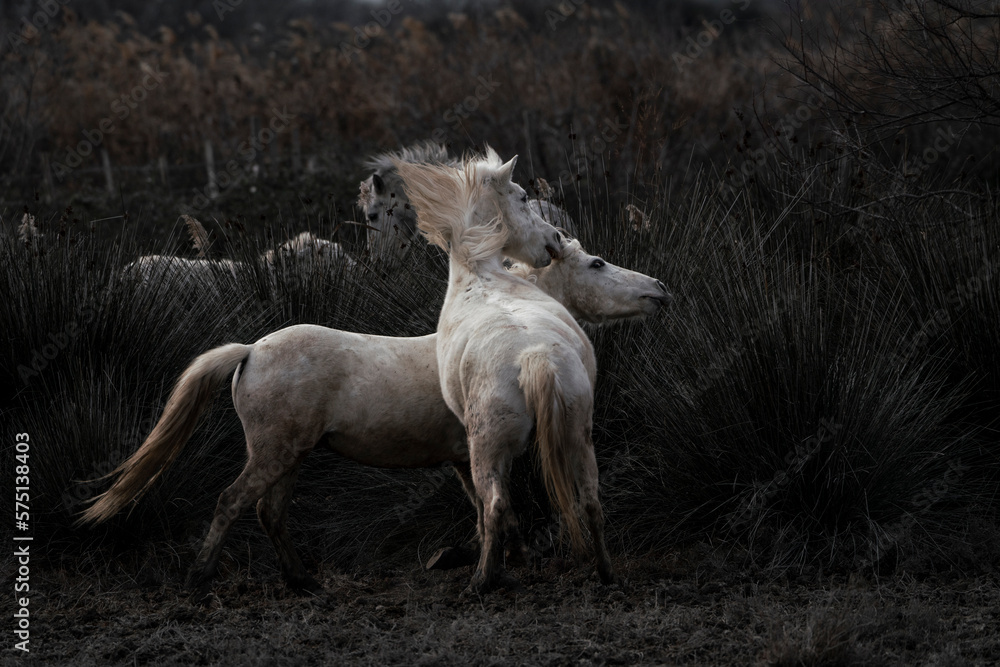 Obraz premium Camargue white horses living semi wild in France