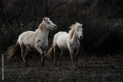 Fototapeta Naklejka Na Ścianę i Meble -  Camargue white horses living semi wild in France