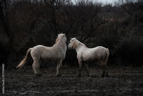 Fototapeta Naklejka Na Ścianę i Meble -  Camargue white horses living semi wild in France