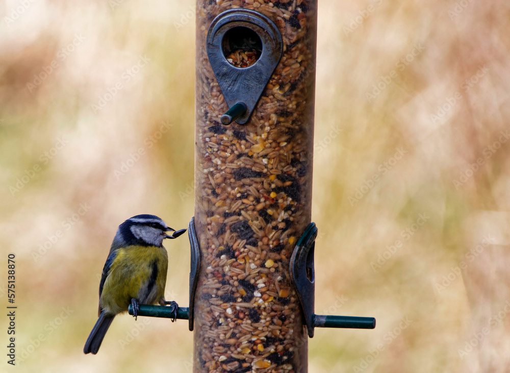 Naklejka premium Blue Tit eating a sunflower seed from a bird feeder