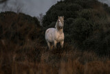 beautiful white Camargue horses in France