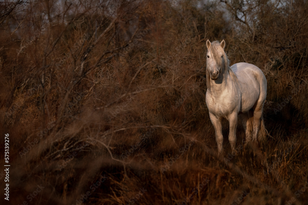 White Camargue horses living semi wild in beautiful nature 