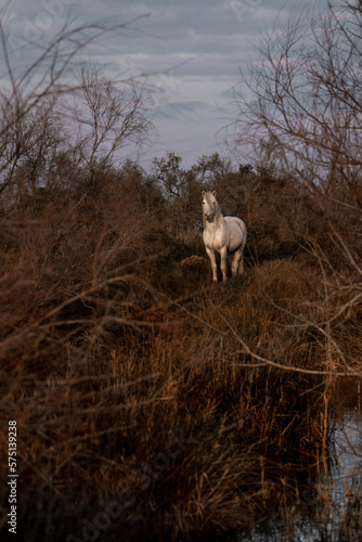 White Camargue horses living semi wild in beautiful nature 