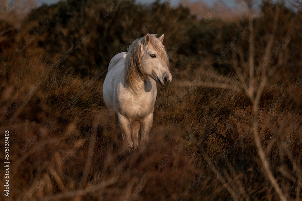 Obraz premium White Camargue horses living semi wild in beautiful nature 