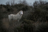 beautiful white Camargue horses in France
