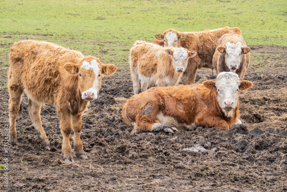 Obraz premium small herd of brown and white cows and calves out to pasture