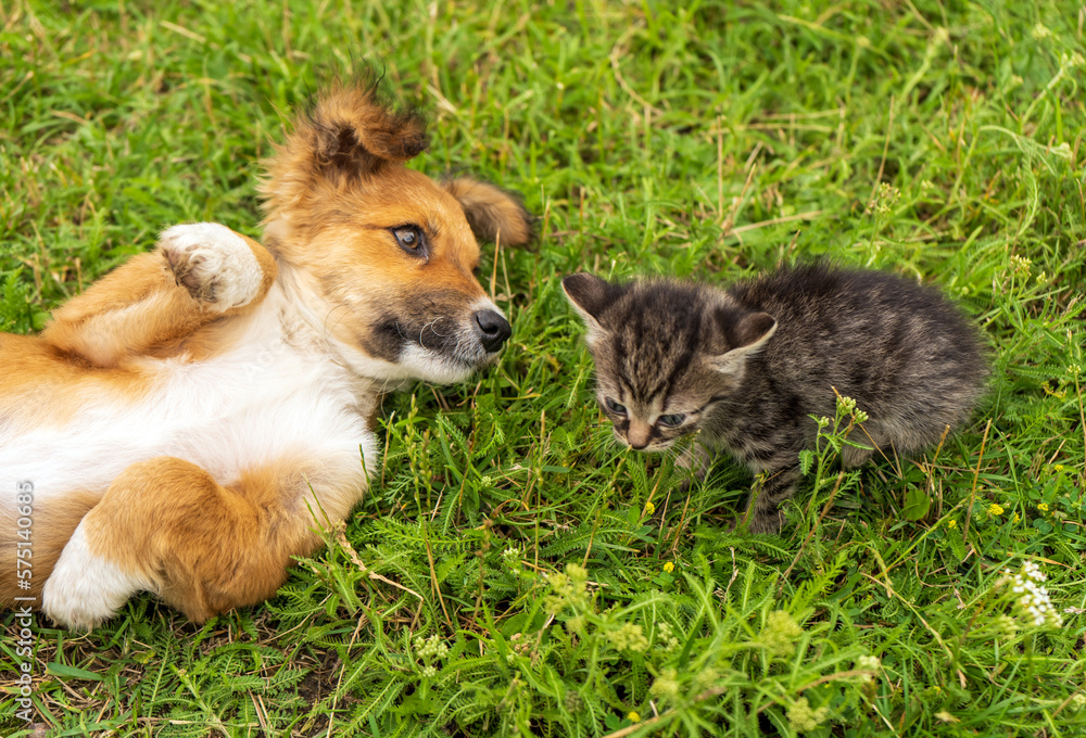 Puppy and kitten playfully look at each other while lying on green grass