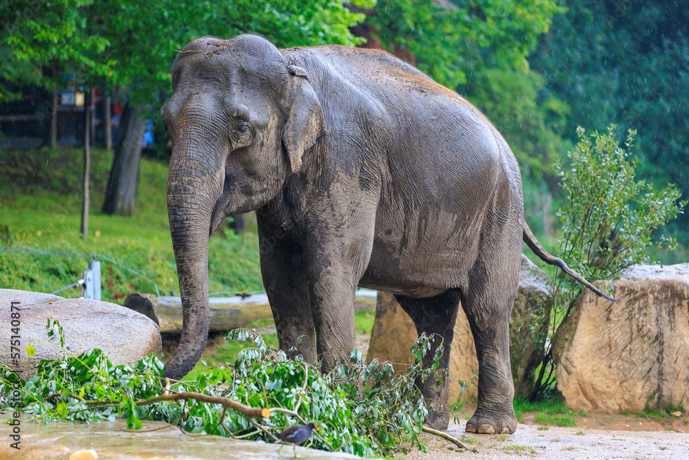 Fototapeta premium The elephant during the rain. Background with selective focus and copy space