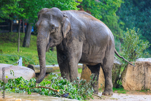 The elephant during the rain. Background with selective focus and copy space