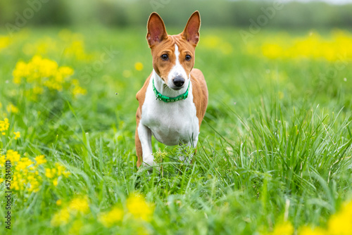 Red basenji puppy walks across the field through green grass and yellow flowers