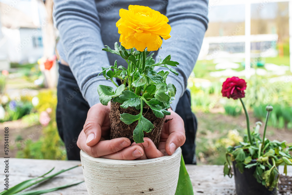 The farmer's hands Ranunculus asiaticus, held with roots in the tuber of the earth. Blooming ugly bushes Persian buttercup, Yellow variety M-Sakura in garden during transplanting . The farmer's hands Ranunculus asiaticus, held with roots in the tuber of the earth. Blooming ugly bushes Persian buttercup, Yellow variety M-Sakura in garden during transplanting .