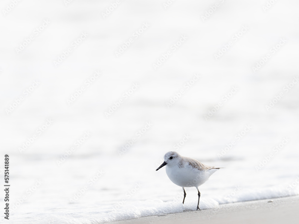 Un correlimos paseando por la playa. Un correlimos paseando por la playa.