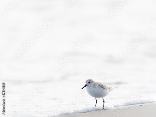 Un correlimos paseando por la playa.