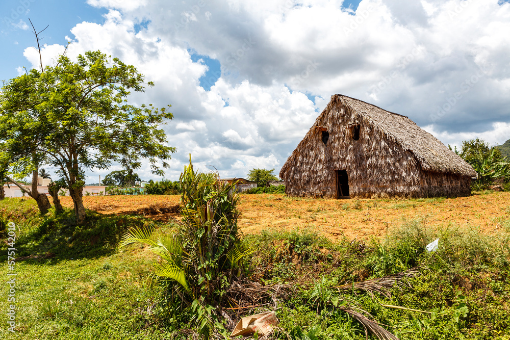Tobacco plantation in the Vinales Valley, Western Cuba, Cuba, Caribbean