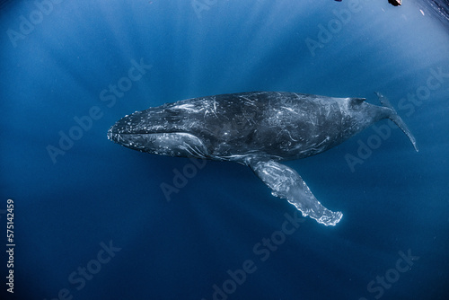 Humpback Whale in Okinawa © divedog