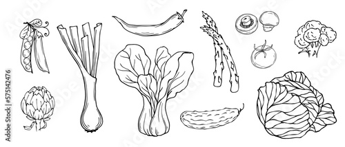 A set of sketches, coloring pages of various vegetables.Vector graphics.	