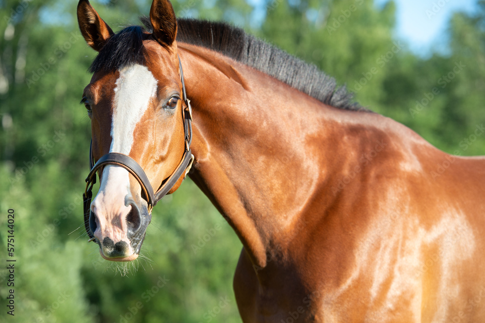 Obraz premium portrait of light bay beautiful sportive horse. close up. summer sunny day