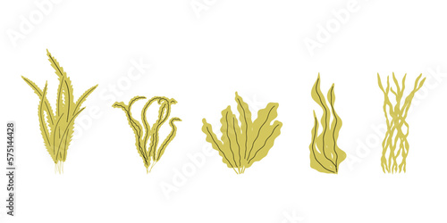Coral. Underwater plant. Vector illustration in scandinavian style. Seaweed.