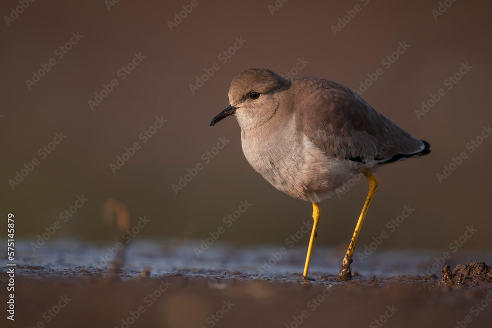 Closeup of White Tailed Lapwing in Morning Closeup of White Tailed Lapwing in Morning