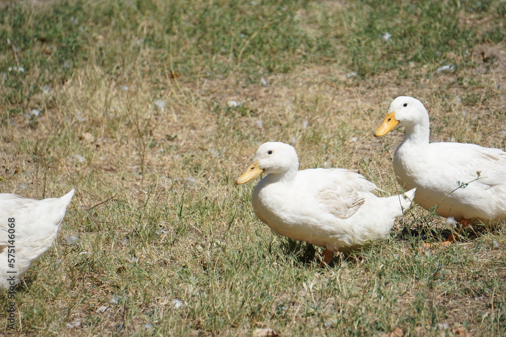 Duck 16 Duck 16