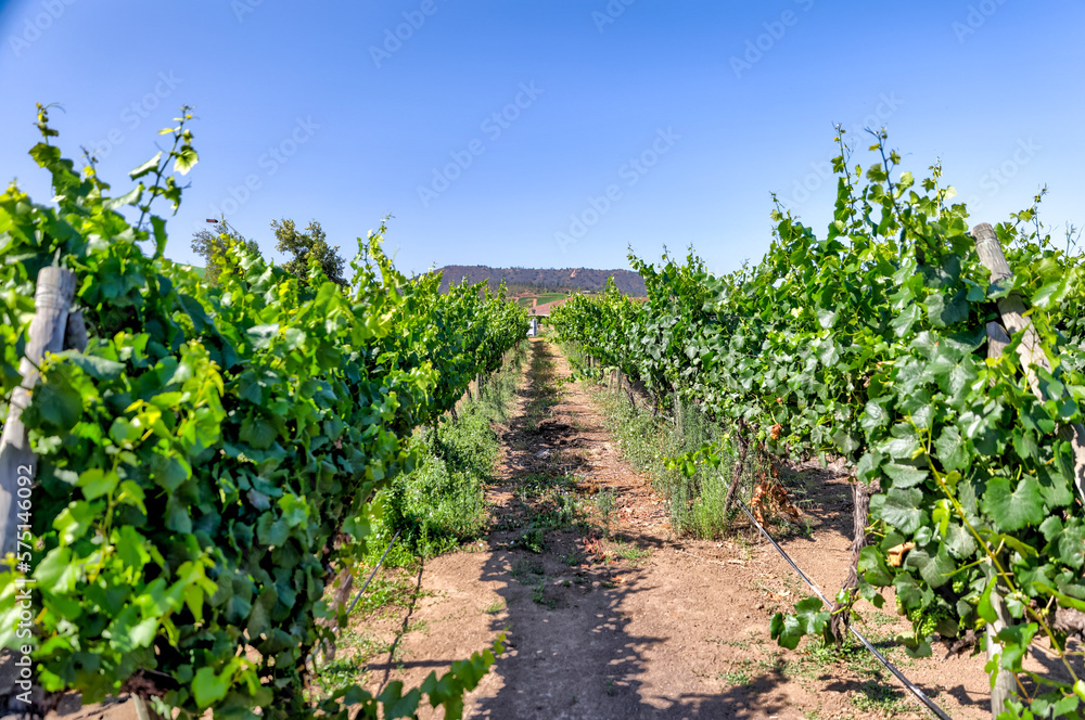 Valparaiso, Chile - January 2, 2023: Vineyards in the wine region outside of Valparaiso, Chile
