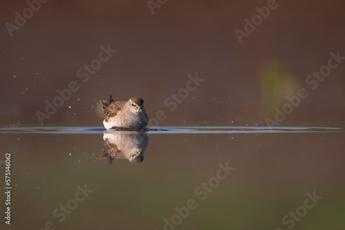 Woodsandpiper in wetland with reflection water  photo