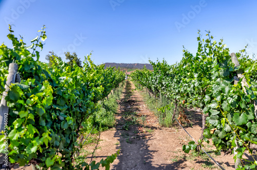 Valparaiso, Chile - January 2, 2023: Vineyards in the wine region outside of Valparaiso, Chile 