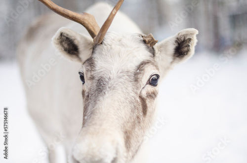 Beautiful white deer with one horn. deer