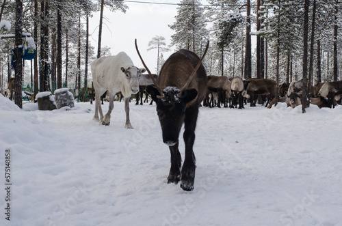 Cute reindeer in a snowy forest. deer migration