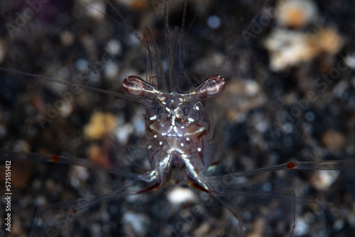 Detail of a unidentified, translucent shrimp on the black sand seafloor of Lembeh Strait, Indonesia.