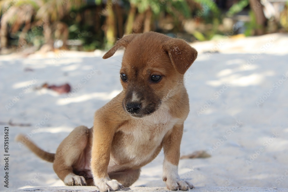 Cute brown puppy on the beach climbing a trunk. Sand and palm trees on the background