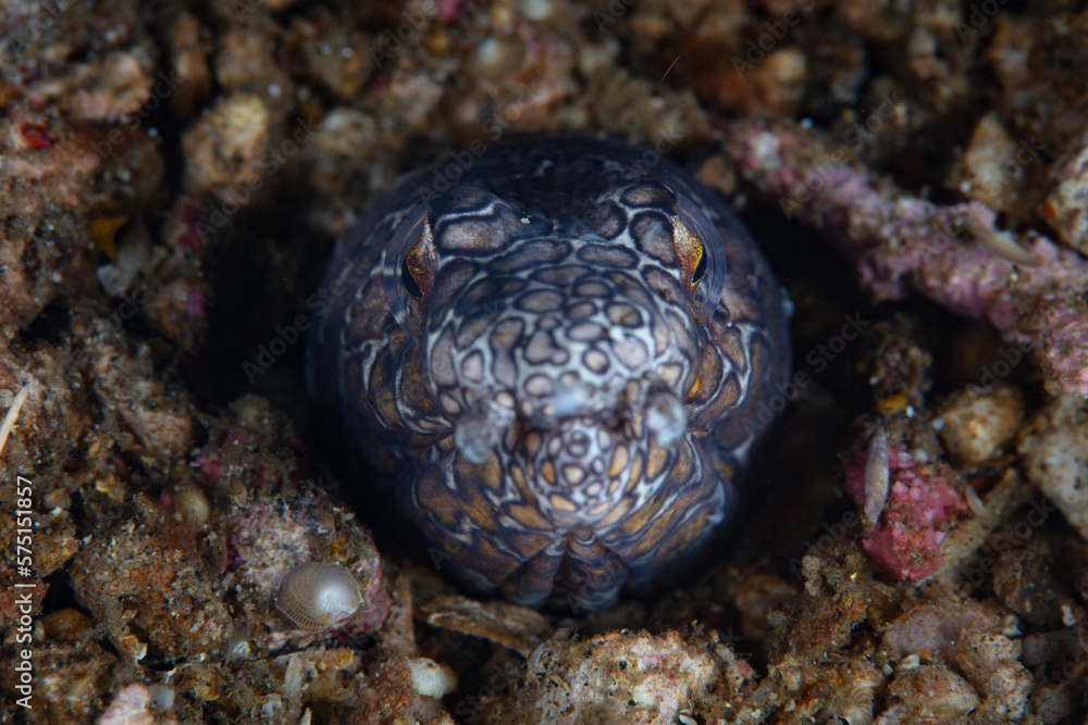 Fototapeta premium A Napoleon snake eel, Ophichthus bonaparti, pokes its head out of the sandy seafloor in Lembeh Strait, Indonesia. 