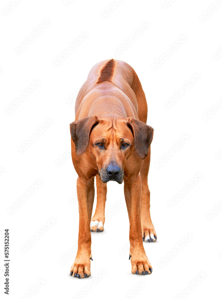 Hunting Rhodesian ridgeback dog pointing pose isolated on white background 