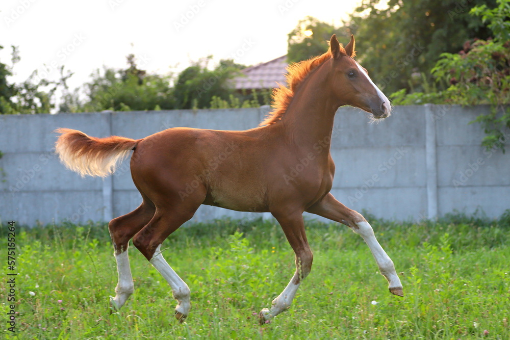 beautiful chestnut young stallion with white blaze and socks galloping in the meadow beautiful chestnut young stallion with white blaze and socks galloping in the meadow