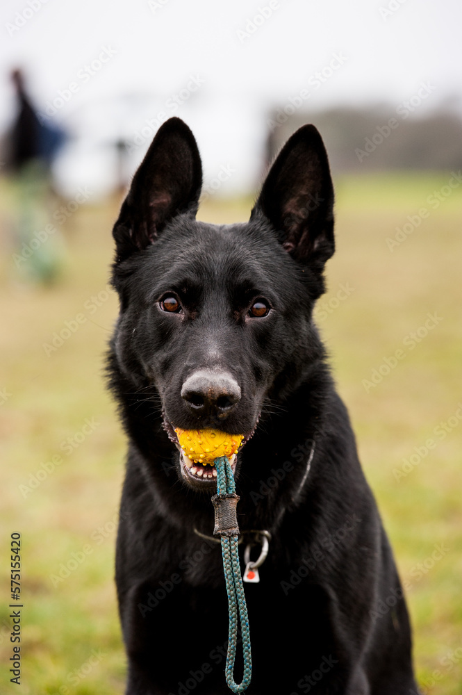 black German Sheppard with ball in mouth black German Sheppard with ball in mouth